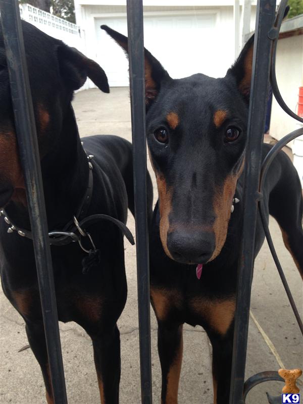 Doberman Pinscher dog